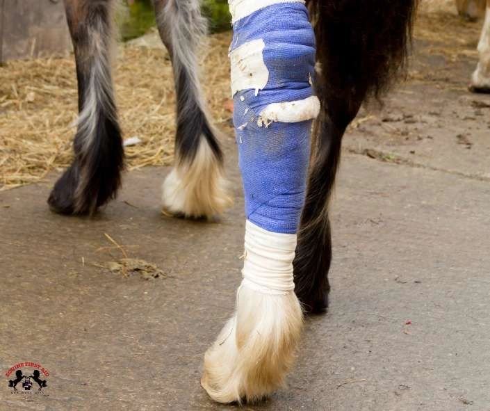 The Importance of Properly Bandaging a Horse's Leg